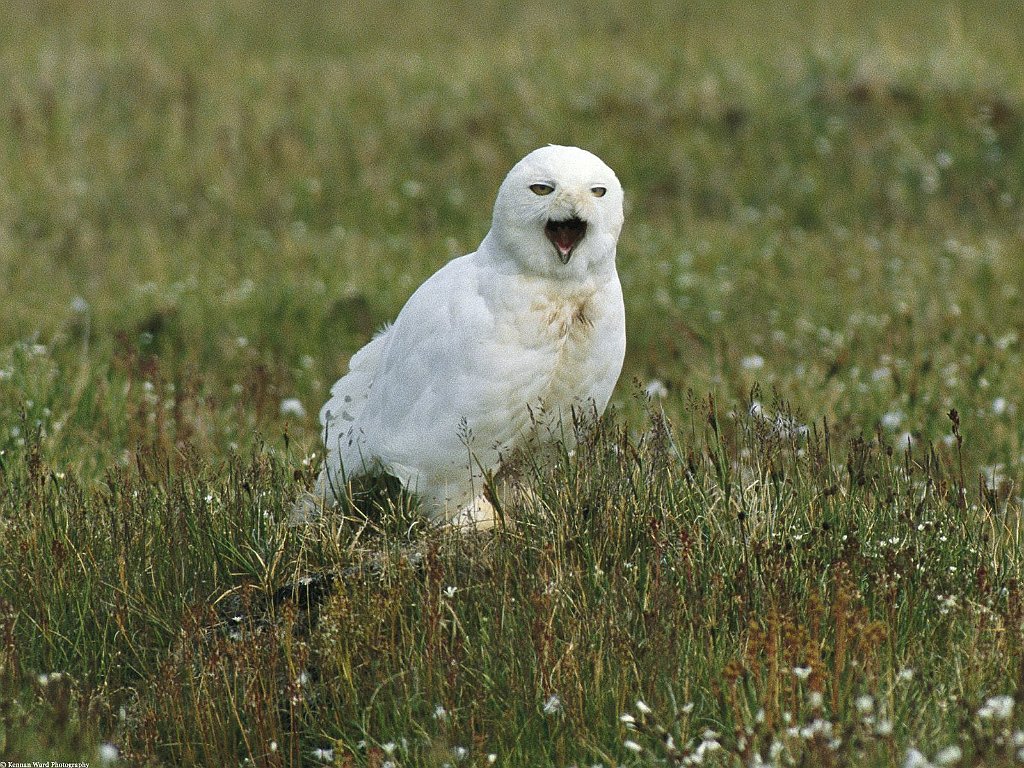 Male Snowy Owl, Alaska